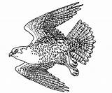 Falcon Coloring Peregrine Pages Illustration Designlooter Falco Hawk 21kb 500px Ct Gov Gif sketch template