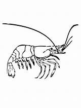 Coloring Shrimp Prawn Pages Getcolorings Printable Color sketch template