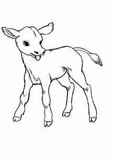 Cow Coloring Pages Baby Cows Drawings Drawing Easy Cute Sketches Animal Crying Sad sketch template