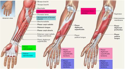 tendon function arm hand tendons leg  achilles tendons