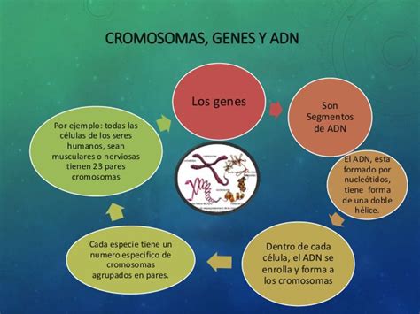 Los Genes Y Los Cromosomas Escuelapedia Recursos Educativos