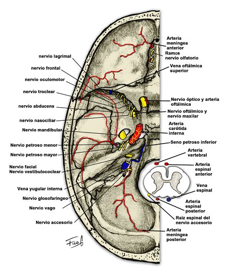 ilustracion de la base del craneo  los elementos anatomicos