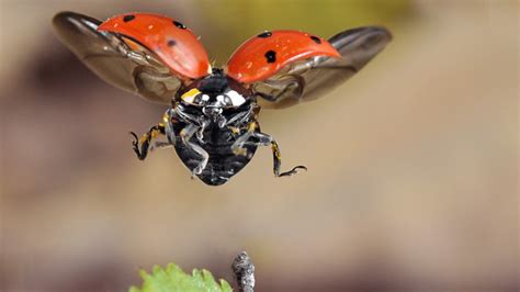 ladybug full hd wallpaper  background image  id