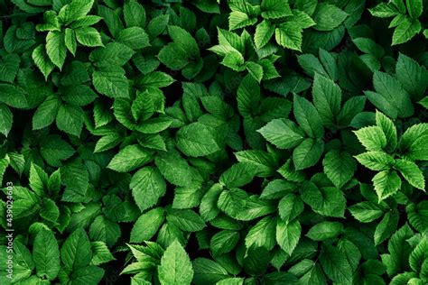 discover    green leaf wallpaper super hot incdgdbentre