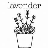 Lavender Coloring Flower Getcolorings Color sketch template