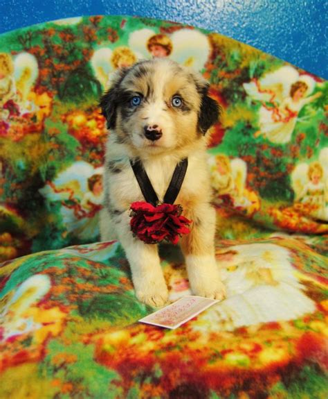 Shamrock Rose Aussies Update New Pictures Added Of