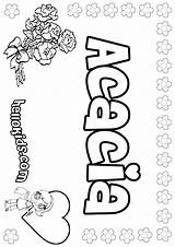 Acacia Coloring Pages Tree Template sketch template