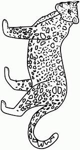 Felini Leopardo Kleurplaten Jachtluipaard Cheetah Colorat Gepard Tigre Animale Kleurplaat Tigri Malvorlagen Leopardos Guepard Pintada Ghepardi Planse Mewarnai Citah P06 sketch template