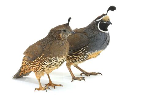 coturnix quail  real alternative  raising chickens heritage acres