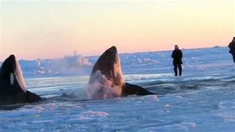 killer whales trapped in quebec ice ctv news