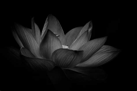 black lotus unveiling  dark  intriguing symbolism petal republic