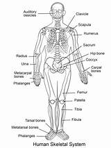 Skeletal Menschliche Physiology Humano Cuerpo Sistemas Esquelético Partes Skeleton Funciones Anatomie sketch template