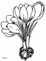 Coloring Pages Crocus Flowers Flower Print Spring Printable Kids Sheets Color Colouring Realistic Template Adult Advertisement Book Tulip Plant Visit sketch template