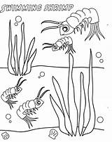 Shrimp Coloring Pages Printable 74kb 1635 Getcolorings sketch template