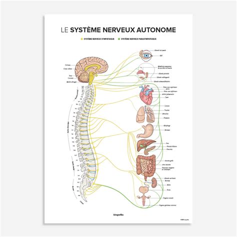 systeme nerveux autonome affiche chiropratique