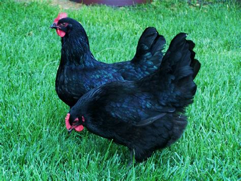 beautiful black barnevelder hens pauls rare poultry laying chickens breeds  egg laying