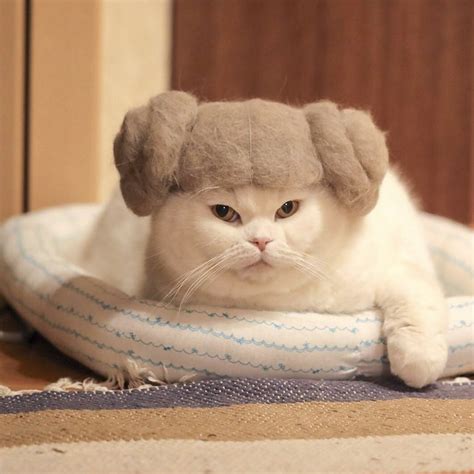 cat hair cat hats  ryo yamazaki   viral