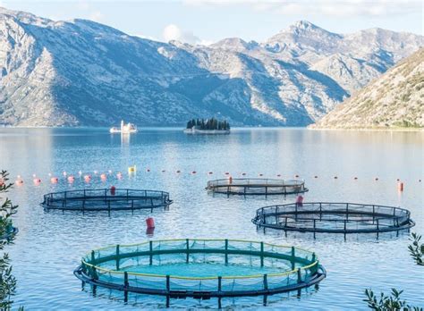 aquaculture dangerous  responsible  healthy fish