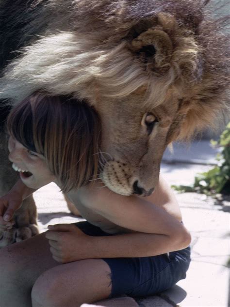 pet lions tippi hedrens strange attempt  bring  african safari