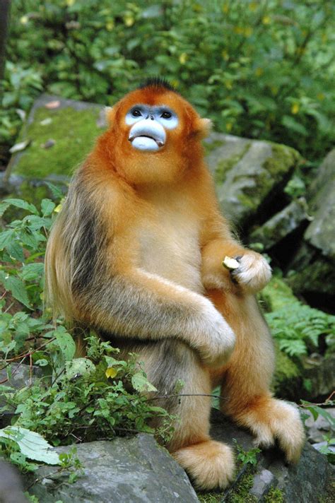 brussels sprouts golden snub nosed monkey