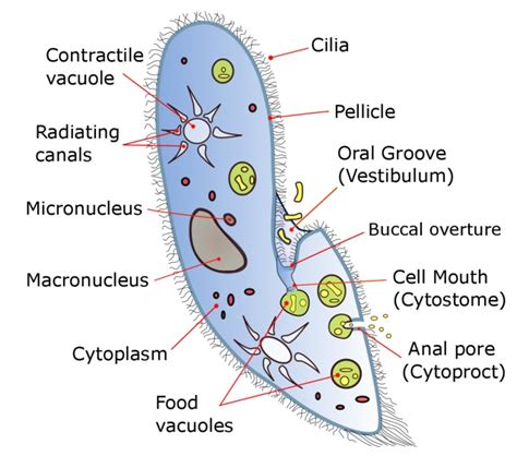 multicellular fungi diagram