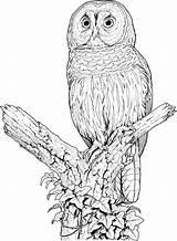 Owl Coloring Pages Barred Printable Drawing Owls Colouring Perched Sheets Color Animal Print Kids Google Flying Adult Great Tutorial Cute sketch template