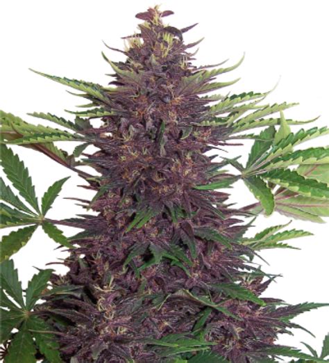 Purple Kush Automatic Feminised Cannabis Seeds Buddha Seeds