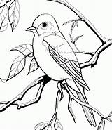 Coloring Pages Orioles Baltimore Bird Popular sketch template