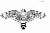 Falcon Peregrine Halcones Colorir Falcons sketch template
