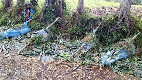 At Least 24 Killed In Brutal Papua New Guinea Tribal