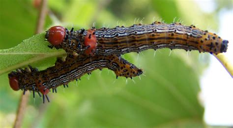red humped caterpillar what s that bug