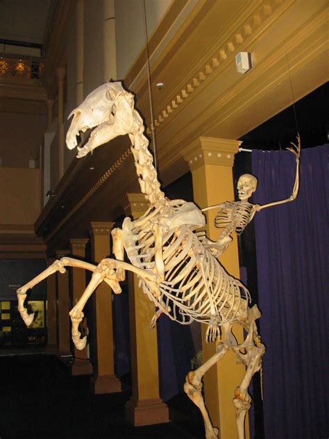 skeleton wikipedia