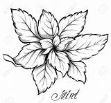 Mint Peppermint Drawing Getdrawings Leaf sketch template