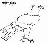 Eagle Harpy Coloring Pages Outline Powerful Bird Most sketch template