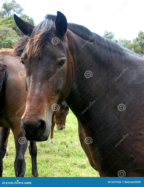 dark horse stock photo image  beast transportation
