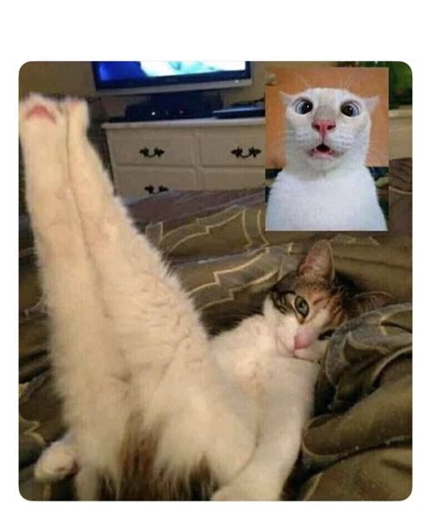 Cats Sexy Facetime Blank Template Imgflip