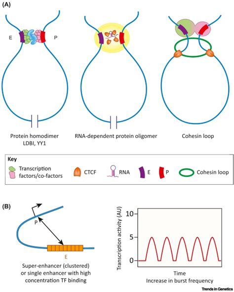 transcriptional enhancers   evolution   viral dna element