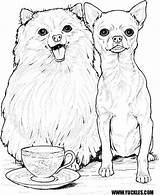 Chihuahua Pomeranian sketch template