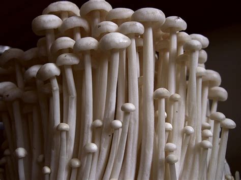 types  japanese mushrooms  health benefits japan