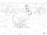 Hare Hares Mammals Schneehase Lepri sketch template