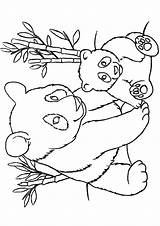 Panda Coloring Pages Bear Printable Bamboo Baby Color Bears Manatee Animal Print Colouring Sheets Pandas Momjunction Getdrawings Kids Getcolorings Little sketch template