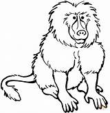 Baboon Coloring Clipart Pages Baboons Clipartpanda Cliparts Clipground Library 20clipart sketch template