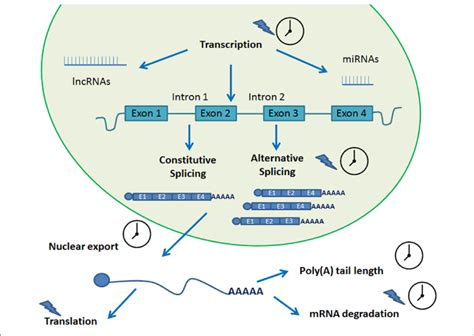 post transcriptional processes involved in circadian biology a