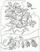 Coloring Pages Butterfly Monarch Cycle Life Cocoon Animal Getcolorings Popular Geographic National Beautiful Books sketch template