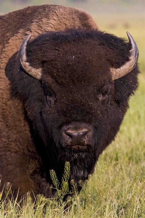 american bison leave  wild pinterest american bison buffalo