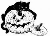 Cat Coloring Pumpkin Pages sketch template
