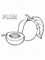 Plum Fruits sketch template