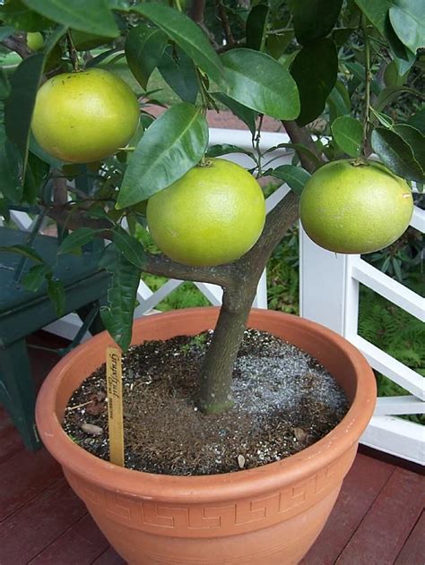 growing grapefruit  containers growing grapefruit  seed