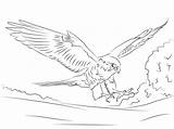 Falcon Coloring Pages Peregrine Printable Kids Adults Hawk Drawing Falcons Bird Animal Categories sketch template