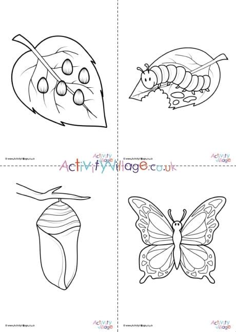 top coloring pages butterfly life cycle   images hot